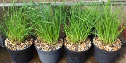 Kako uzgajati vlasac iz sjemena na prozorskoj dasci